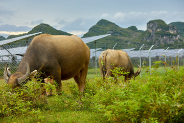 Cow grazing in solar photovoltaic area