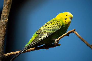 Parakeet in captivity in Colorado Springs, Colorado