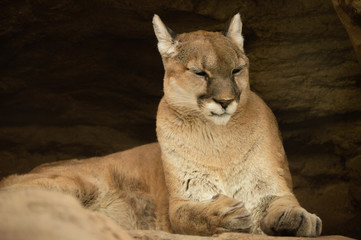 Naklejka premium Colorado mountain lion resting at zoo in Colorado Springs, Colorado