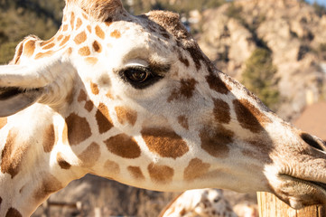 Giraffe at Cheyenne Mountain Zoo in Colorado Springs, Colorado