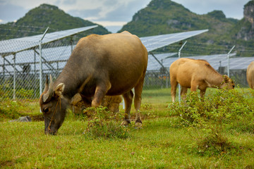 Cow grazing in solar photovoltaic area