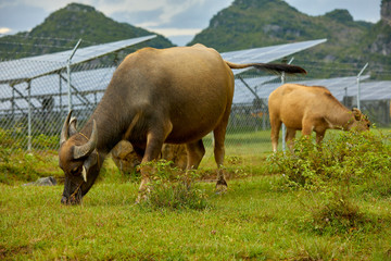 Cow grazing in solar photovoltaic area