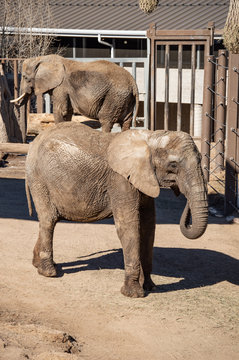 African elephant in captivity at zoo in Colorado Springs, Colorado