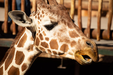 Giraffe at Cheyenne Mountain Zoo in Colorado Springs, Colorado