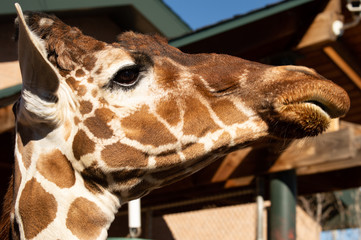 Adult giraffe in captivity in Colorado