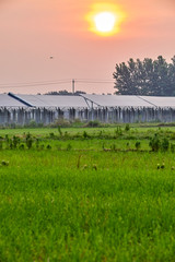 The warm yellow light of the sunset shines on the solar photovoltaic panel