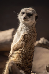 Meerkat standing tall in captivity in Colorado Springs, Colorado