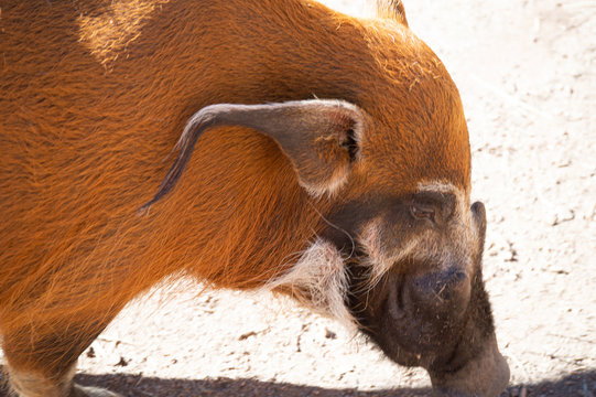 Closeup of Red River boar in captivity in Colorado Springs, Colorado