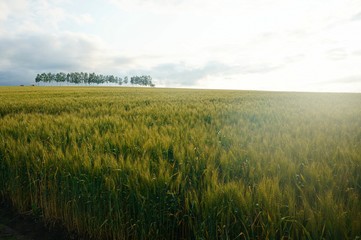 初夏の北海道