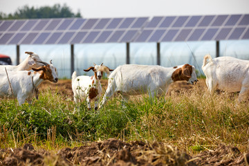 Flock of grass grazing in solar photovoltaic district