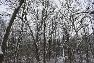 Fototapeta premium trees in winter