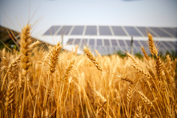Closeup of wheat paddy field before solar photovoltaic