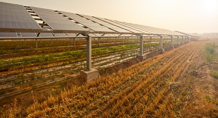 Vegetable greenhouse planted under solar photovoltaic panels