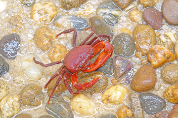 Red land crab (Phricotelphusa limula)(Male) , One of world most beautiful fresh water crabs, It’s native only in Phuket island, Thailand. It’s also known as Fire-Red crabs or waterfalls crab.Very rare
