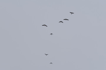 flock of birds flying in the sky