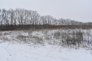 winter landscape with river and trees