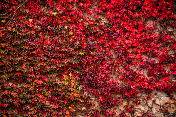 View of climbing plant with red leaves in autumn on the old stone wall