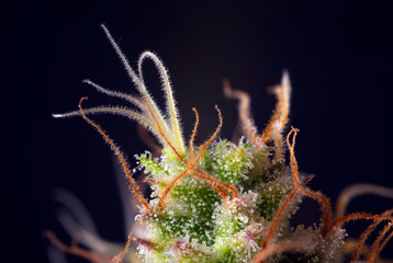 Macro detail of cannabis flower with visible hairs and trichomes