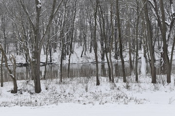 trees in winter