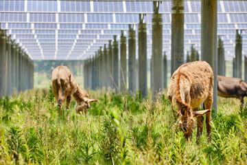 Tweezers under the solar photovoltaic panel