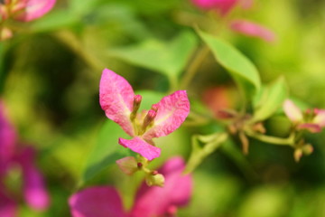 Obraz premium Trees are growing, cracking young leaves and flowering in the garden.