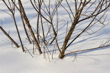 Winter snow texture abstract background featuring a bare sand cherry bush