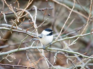 Black Capped Chickadee