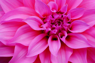 Macro shot of pink flower with pink petals for background or texture