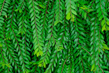 Green leaf nature background, Natural texture