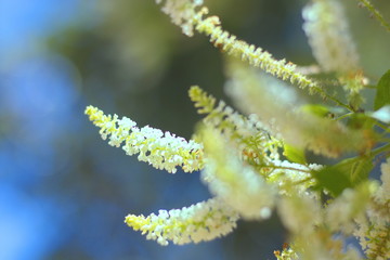 Trees are growing, cracking young leaves and flowering in the garden.