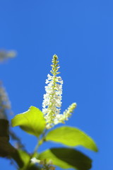 Trees are growing, cracking young leaves and flowering in the garden.