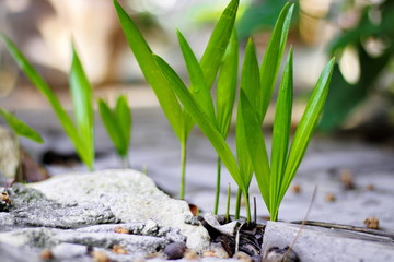 Trees are growing, cracking young leaves and flowering in the garden.