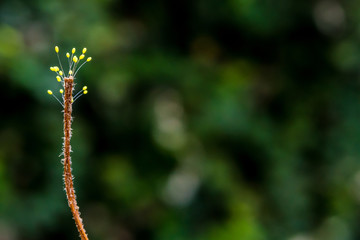 Sporophyte of fungus at the end of dried weed