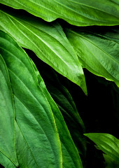 Freshness tropical leaves surface in dark tone as rife forest background