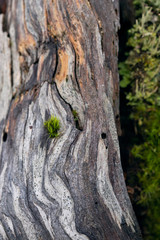 moss on weathered stump 