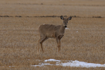 deer in the field
