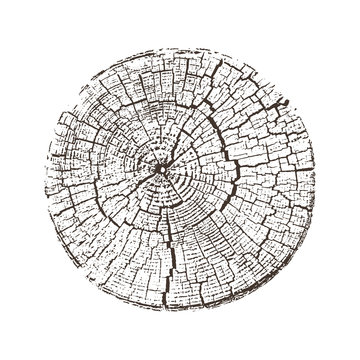 Wood texture of growth ring pattern from a slice of tree. Cut monotone wooden stump isolated on white.