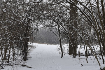 Obraz premium winter landscape with trees and snow