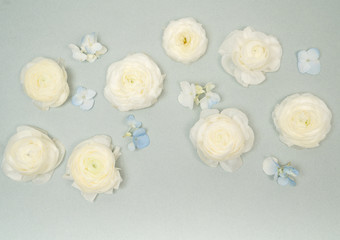 Fototapeta na wymiar White Ranunculus Floral Background Flat Lay on Pale Blue