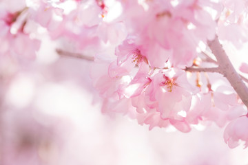 明るい桜