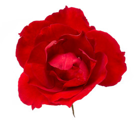 Beautiful red roses in the top view isolated with clipping paths on a white background