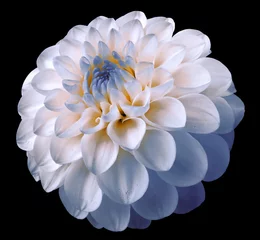 Poster flower white-blue dahlia  black isolated background with clipping path. Dew on petals. © nadezhda F
