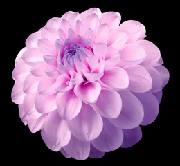 Foto op Canvas flower light pink dahlia  black isolated background with clipping path. Dew on petals. © nadezhda F