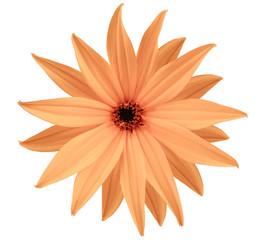 Garden  light orange flower, white isolated background with clipping path.  Closeup.  no shadows. view of the stars,  for the design.  Nature.