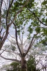 Arboles en el parque la llovizna Guayana Venezuela
