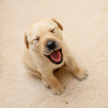 smiling labrador puppy