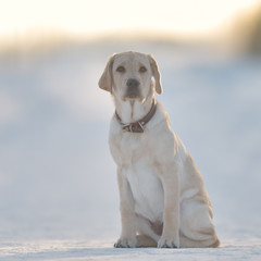 labrador on a winter walk