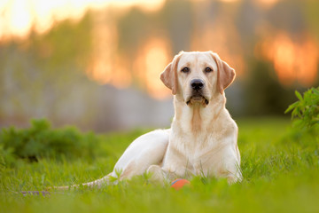 labrador in the meadow