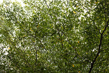 Fototapeta premium Tree branch on sky background.