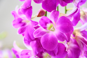 Obraz na płótnie Canvas Orchid flower in garden, Thai orchids. Cymbidium hybrids Orchids, for postcard beauty and agriculture idea concept design.